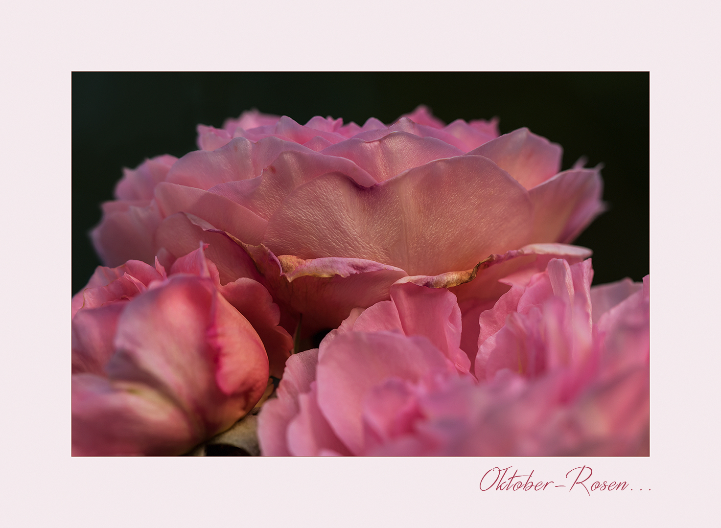 Späte Rosen im warmen Herbstlicht...