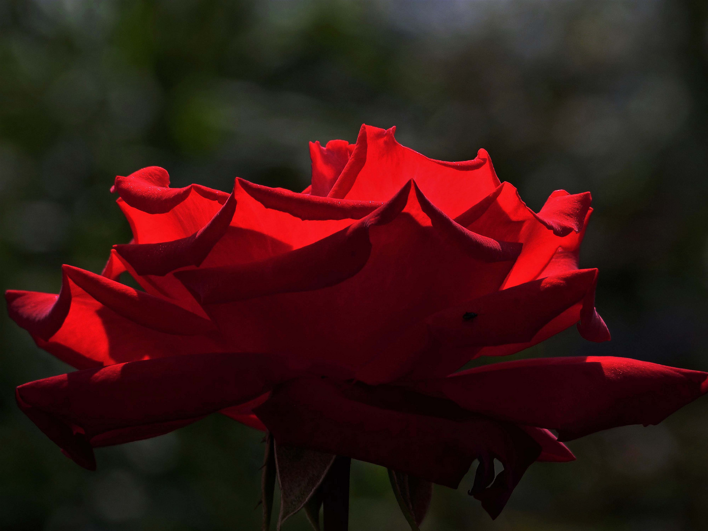 Späte Rosenblüte in der Herbstsonne