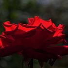 Späte Rosenblüte in der Herbstsonne