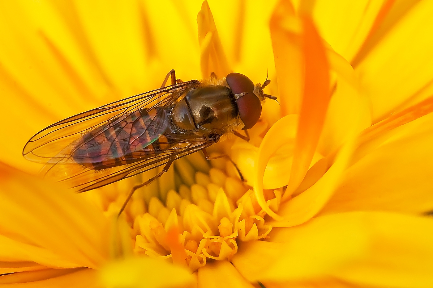 Späte Schwebfliege