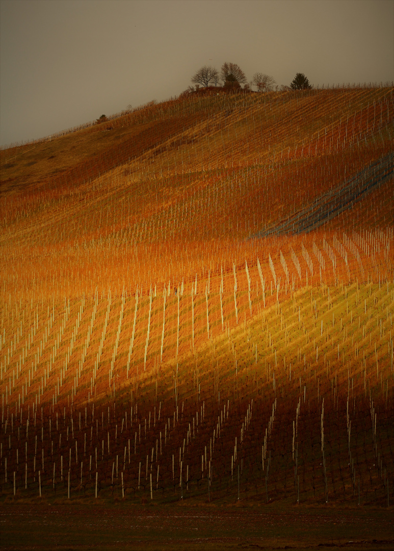 späte Sonne auf dem Weinberg