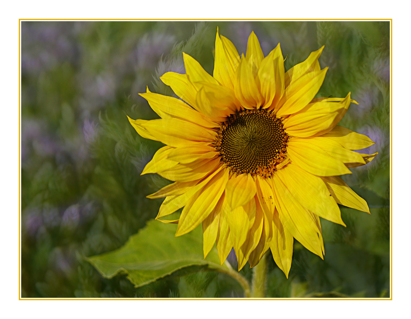 Späte Sonnenblume