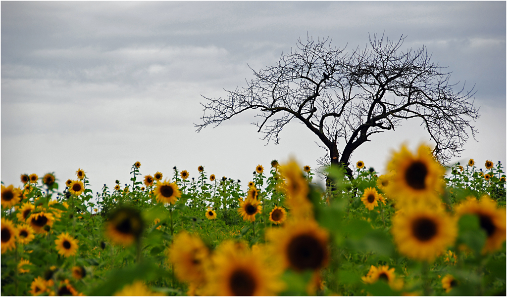 Späte Sonnenblumen