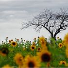 Späte Sonnenblumen