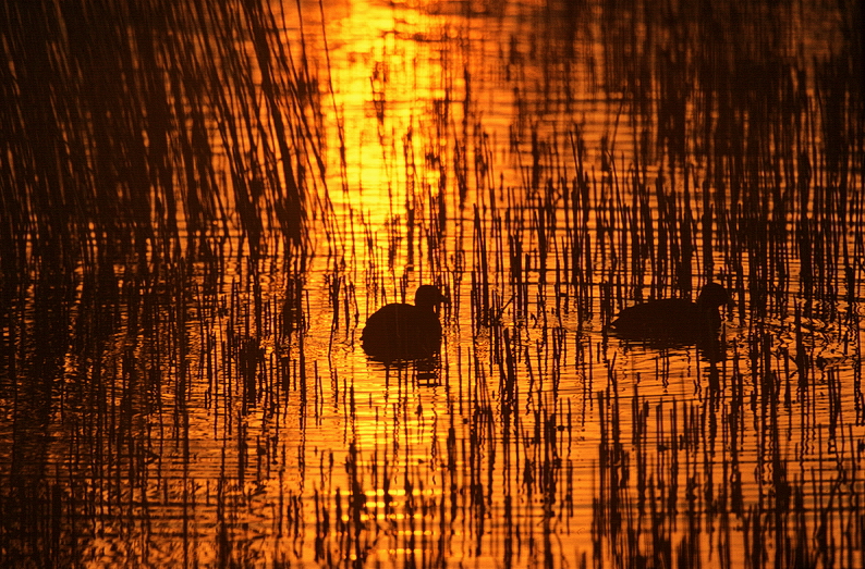 Späte Stunde - hat Gold im Munde...