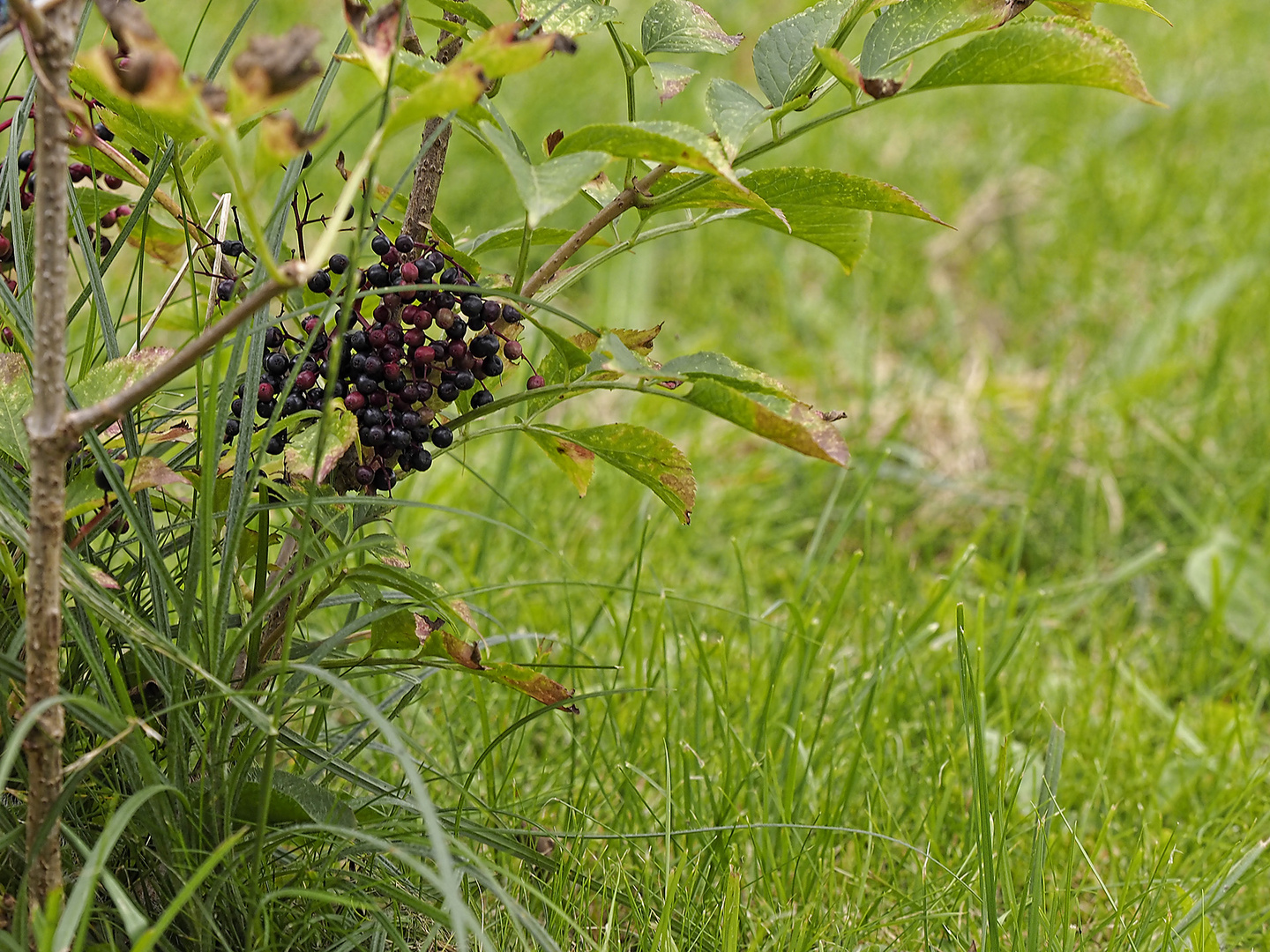 Späte, übriggebliebene Holunderbeeren