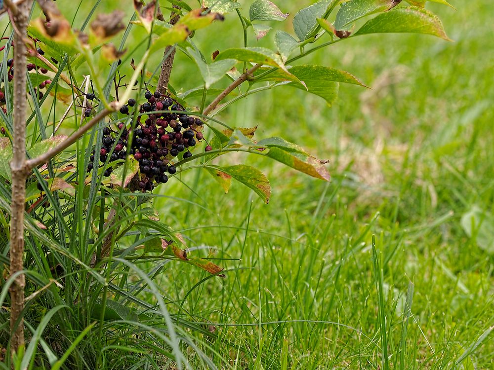 Späte, übriggebliebene Holunderbeeren