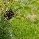 Späte, übriggebliebene Holunderbeeren