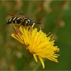 Späte Wespenschwebfliege