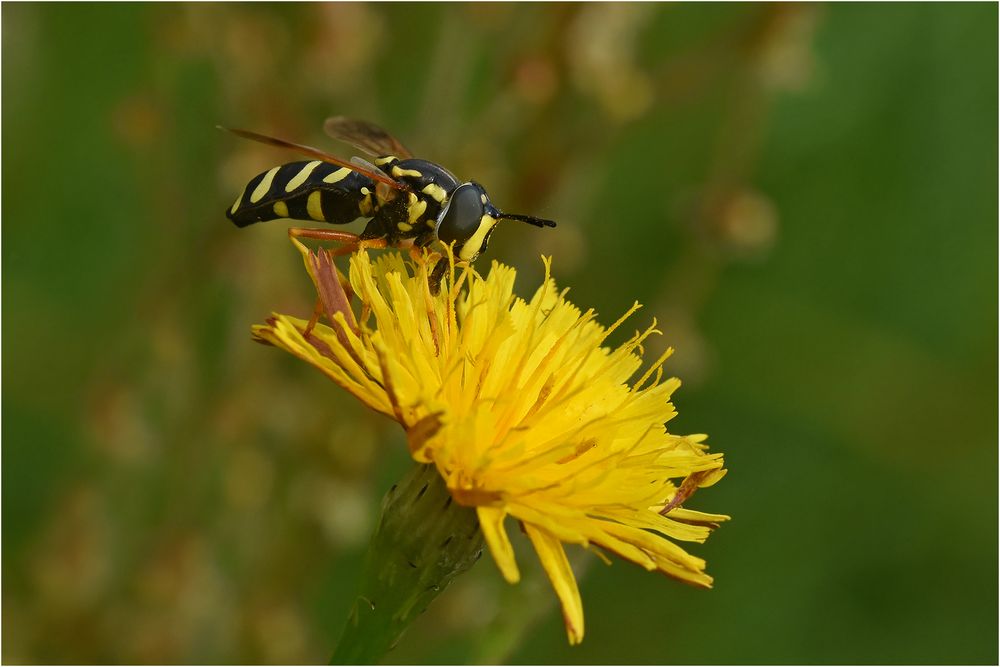 Späte Wespenschwebfliege