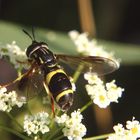 Späte Wespenschwebfliege ?