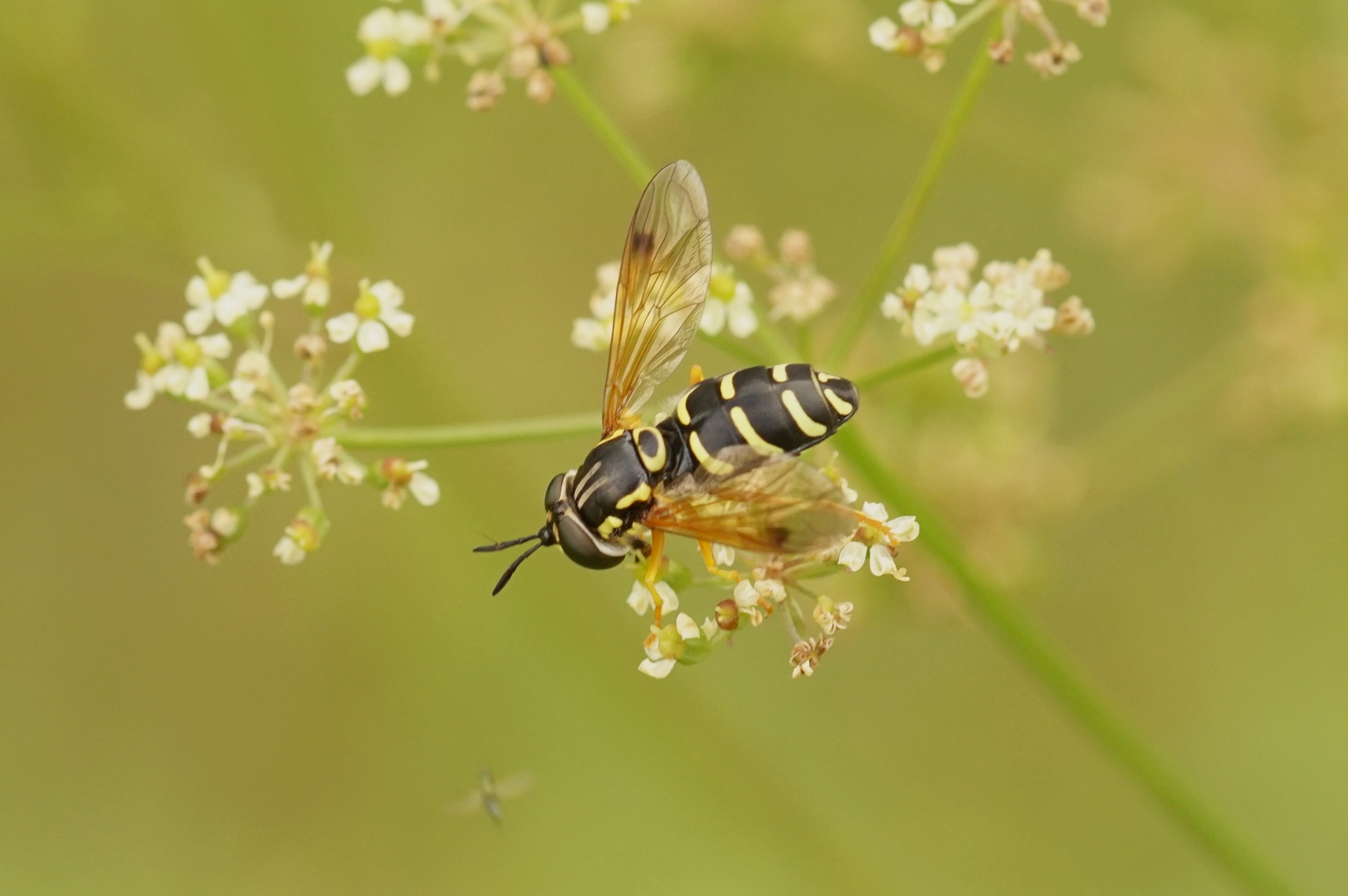 Späte Wespenschwebfliege