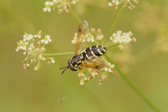 Späte Wespenschwebfliege