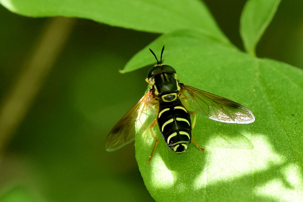 Späte Wespenschwebfliege