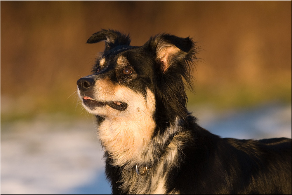 Späte Wintersonne