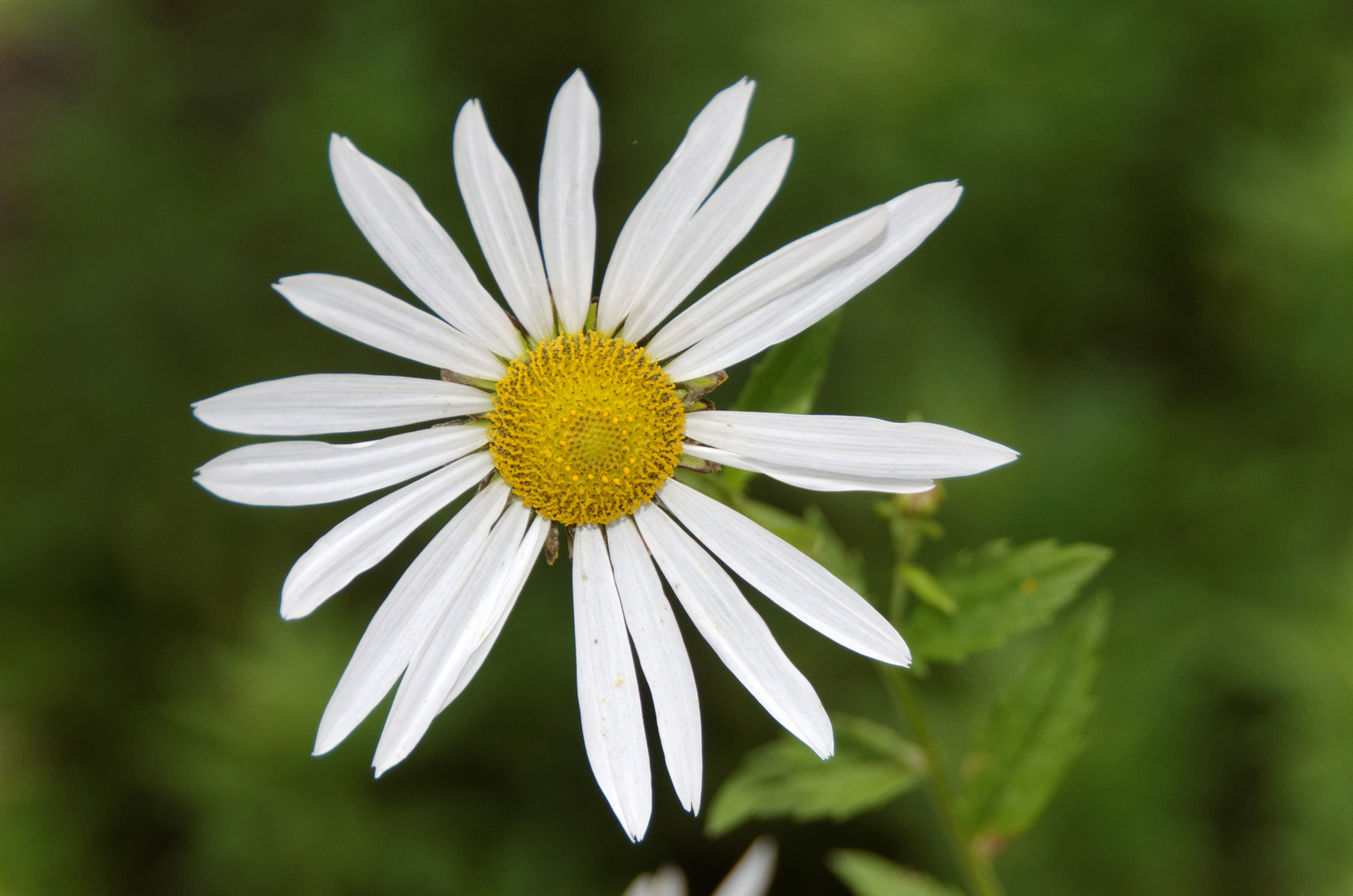 Späte Wucherblume