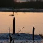 Späten Nachmittag im Moor