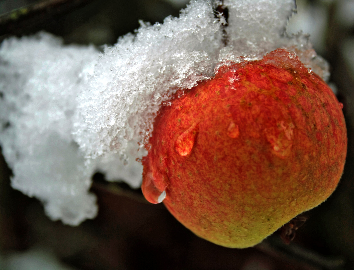 Später Apfel trifft frühen Winter