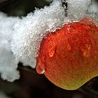 Später Apfel trifft frühen Winter