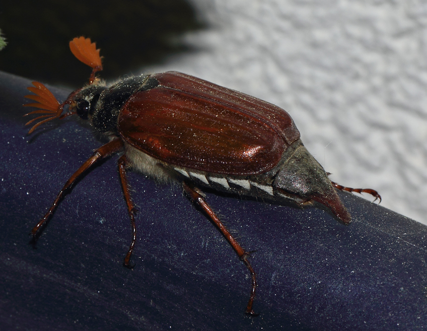 Später Besuch....