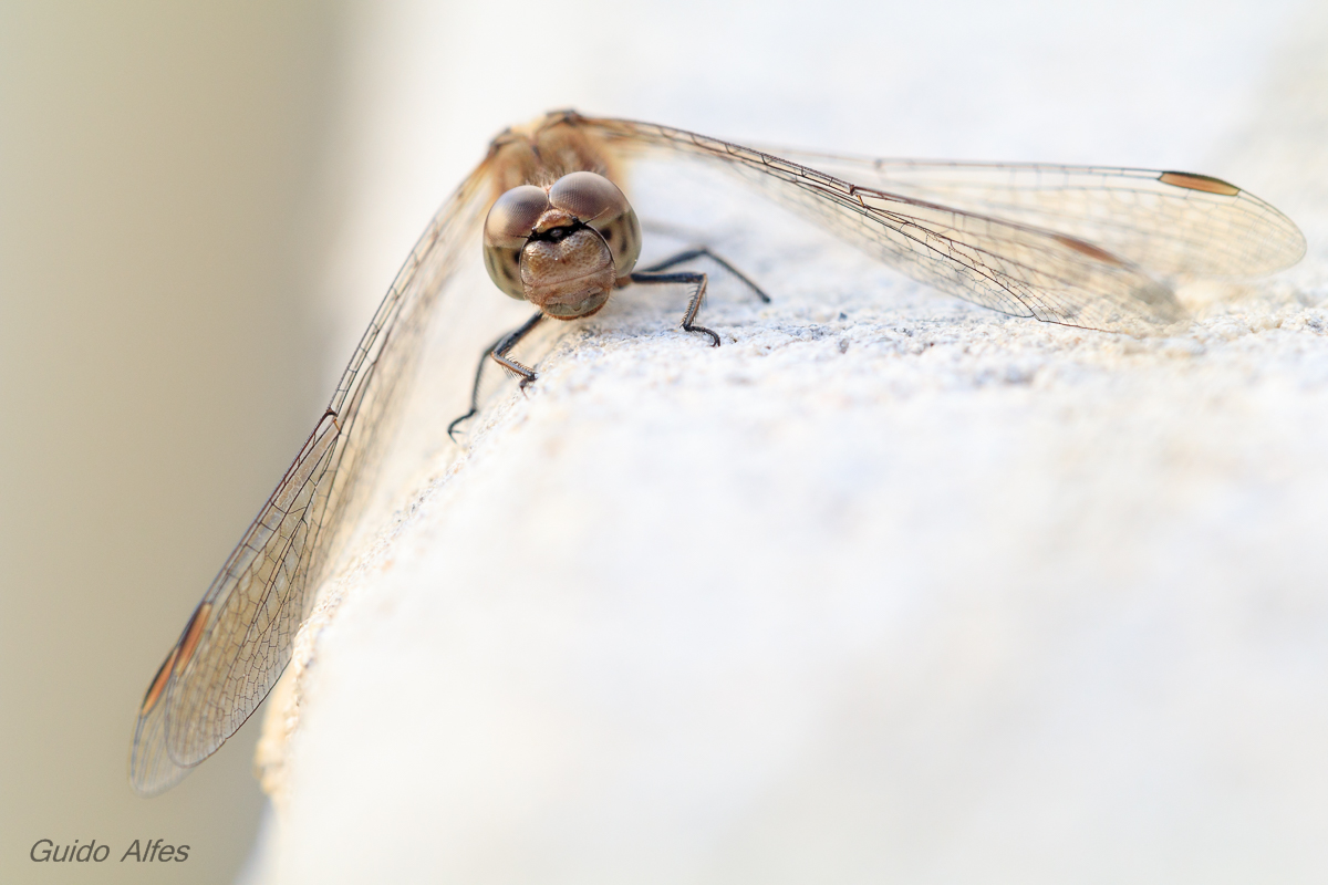 Später Besuch