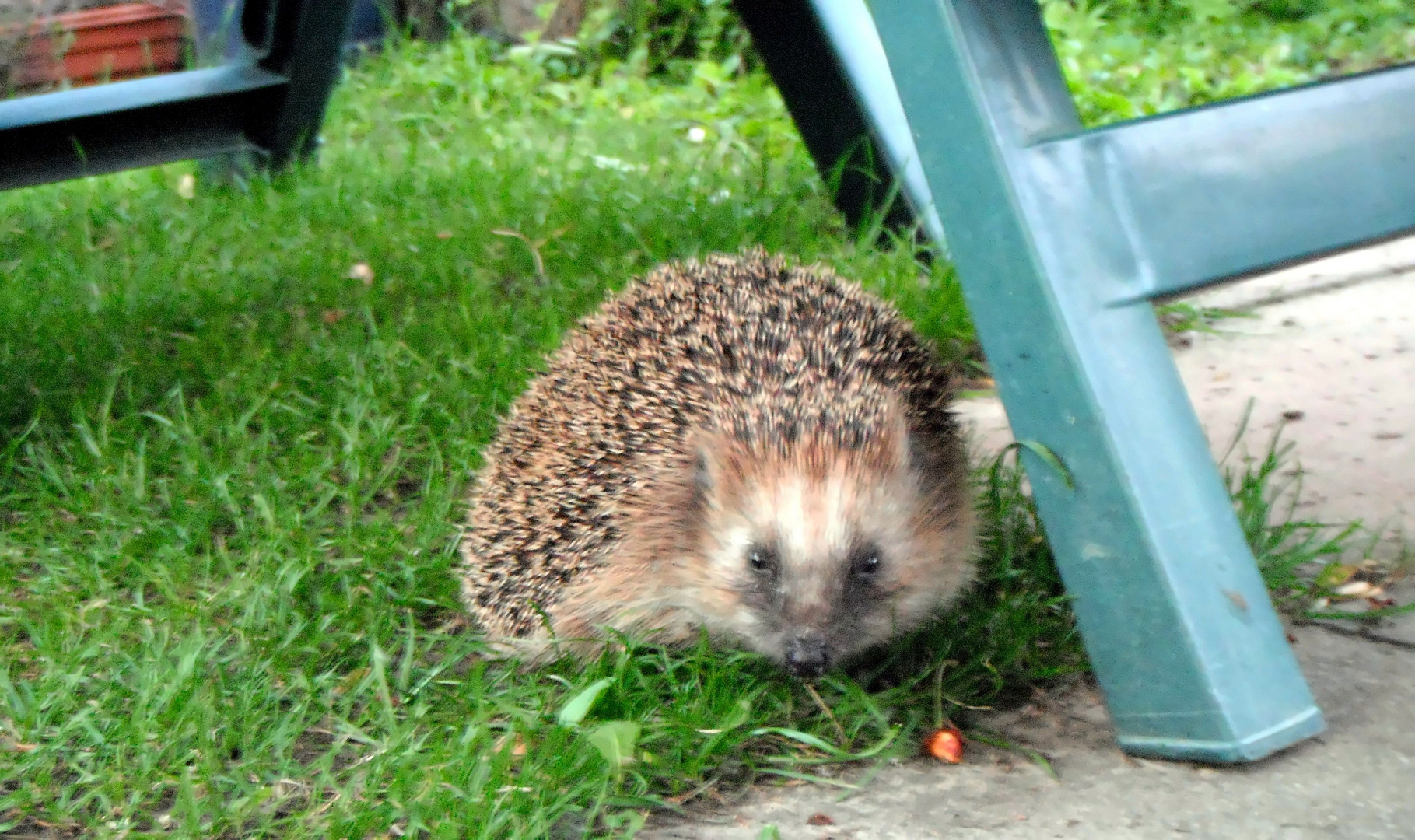 später Besuch im Garten