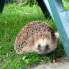 später Besuch im Garten