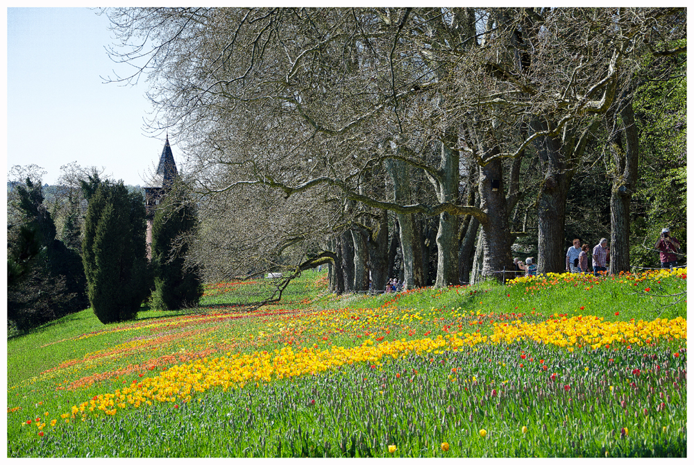 Später Frühling auf der Mainau , Mainau im April 2013