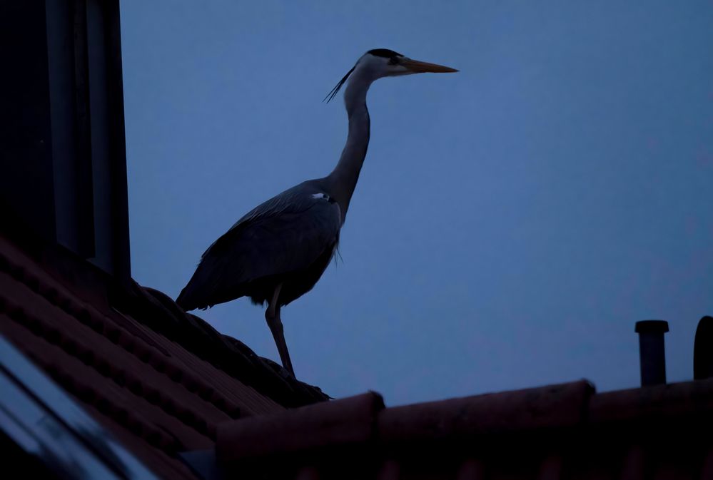 "SPÄTER GAST AM NACHBARHAUS" (ISO 6400)