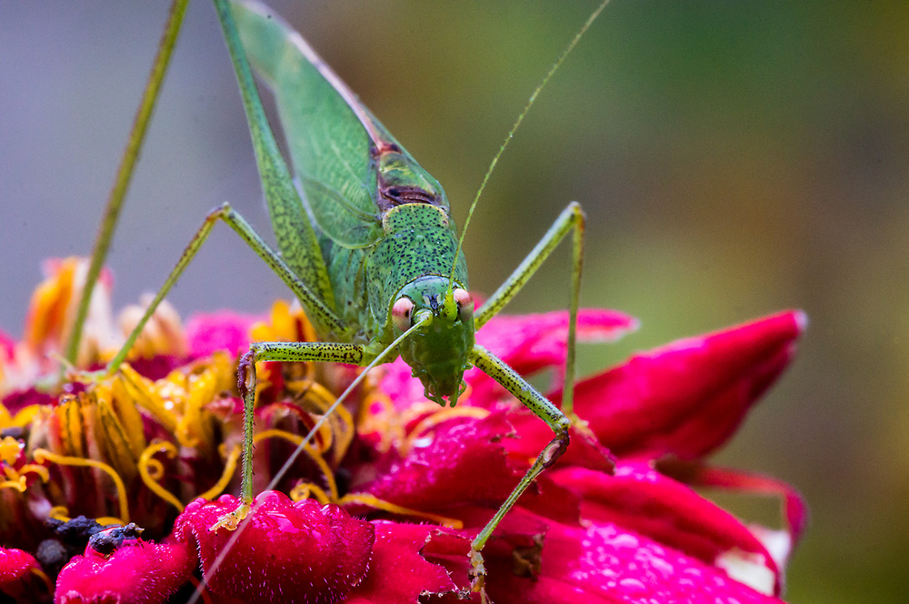 Später Gast im Garten