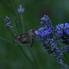 Später Gast Im Lavendel