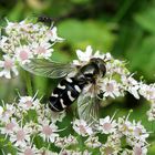 Später Großstirnschwebfliege