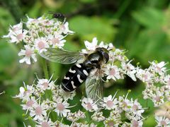 Später Großstirnschwebfliege