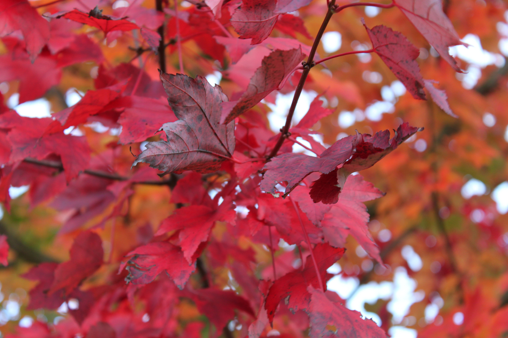 Später Herbst