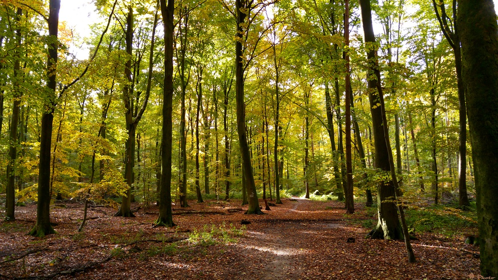 Später Herbst...