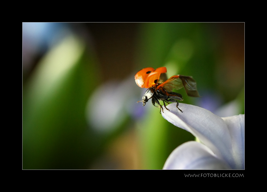 Später Käfer auf früher Hyacinthe