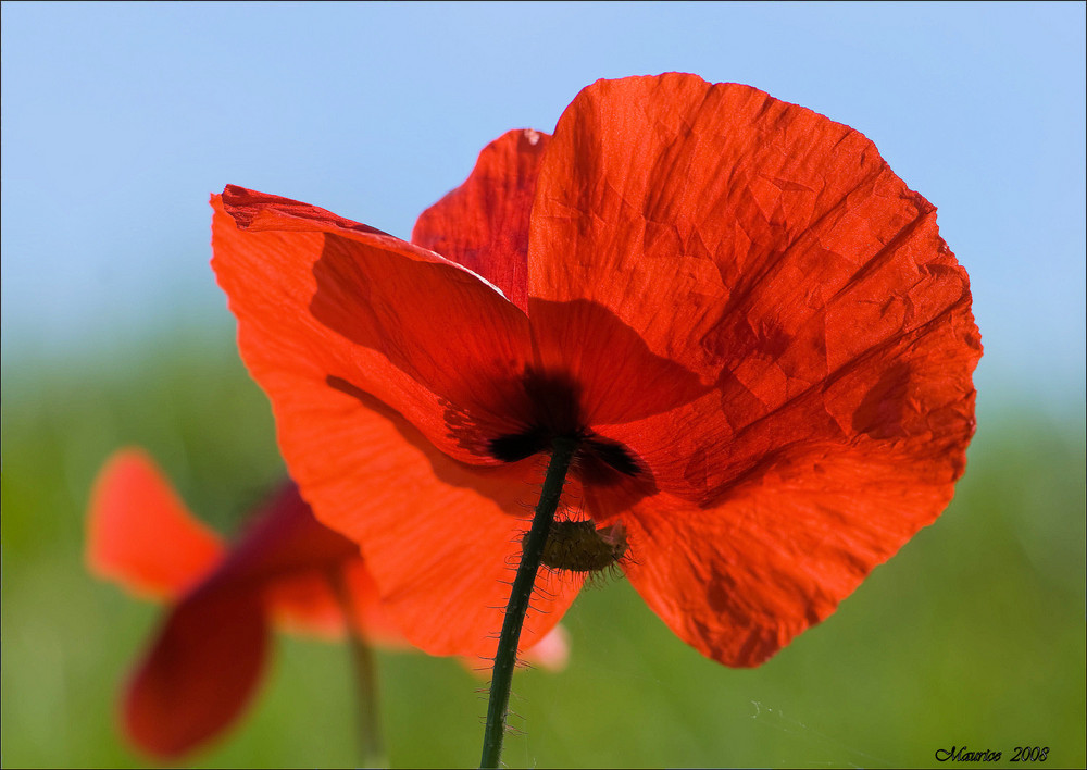 später Mohn...