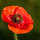 später Mohn