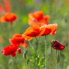 später Mohn im September