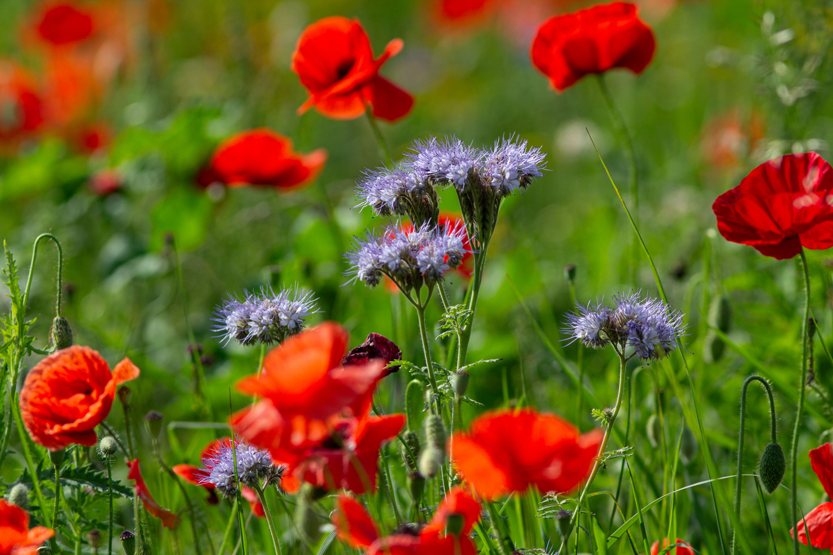 später Mohn im September