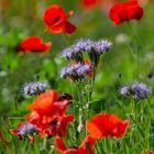 später Mohn im September