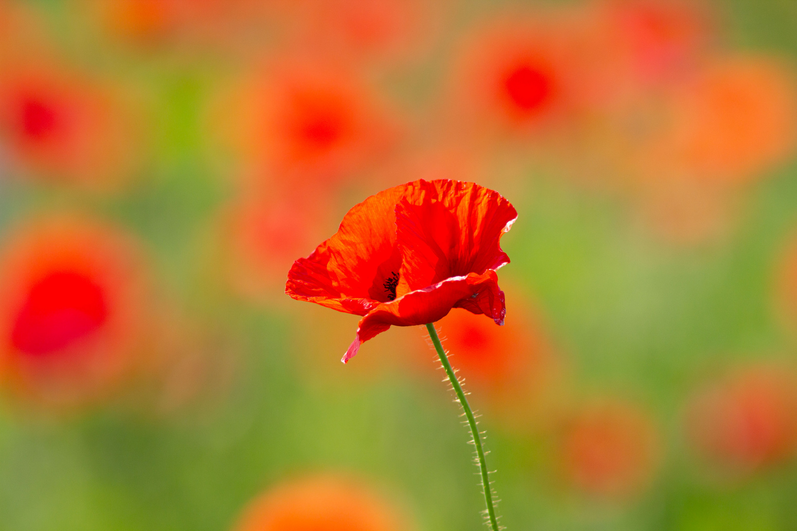 später Mohn im September