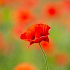 später Mohn im September