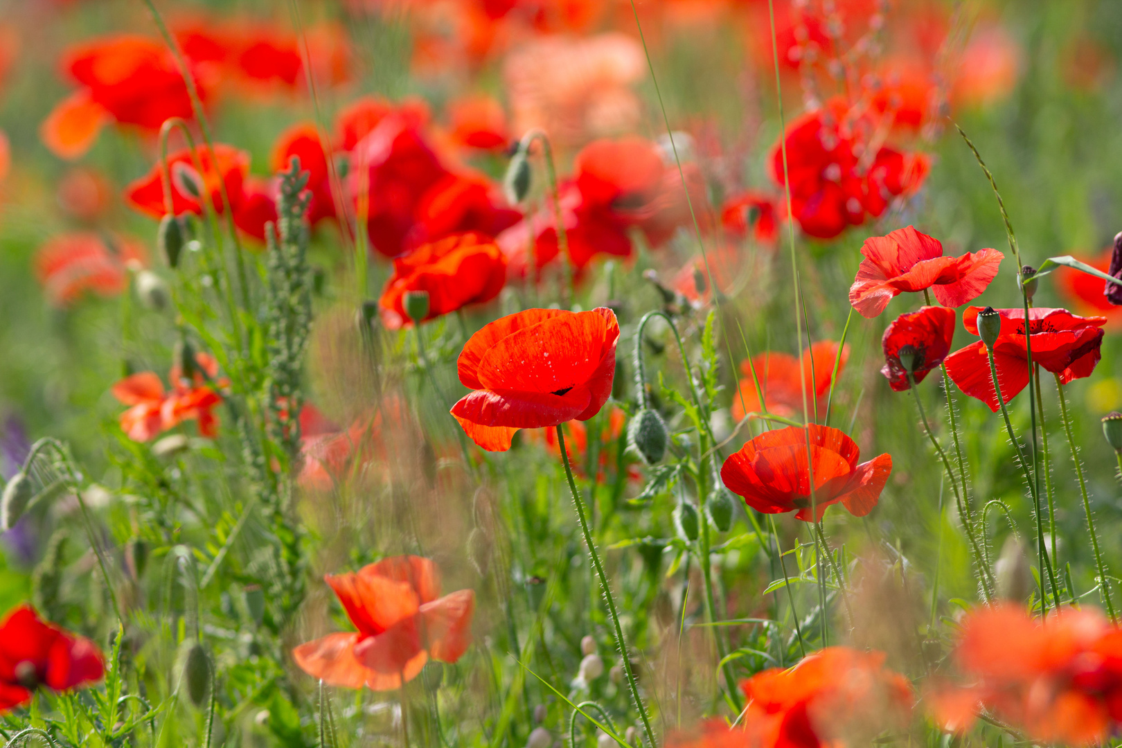 später Mohn im September