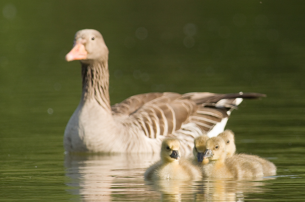 später Nachwuchs bei Familie Graugans