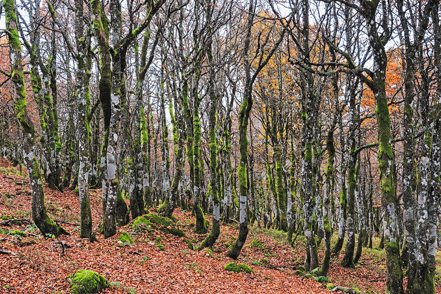 Später Oktober im Rainkopfwald