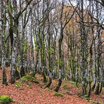 Später Oktober im Rainkopfwald