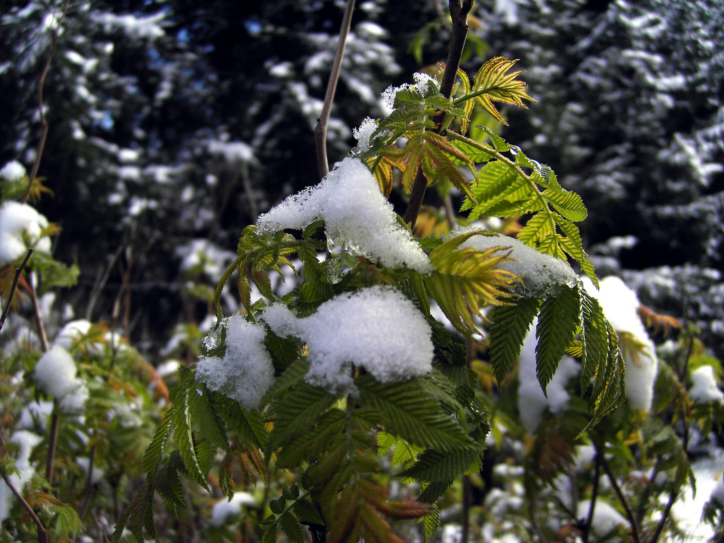 Später Schnee