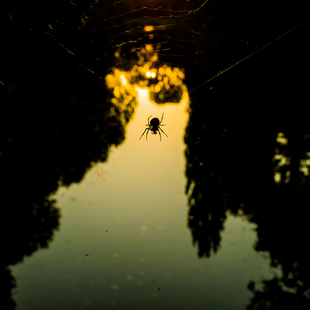 Später Sommerabend