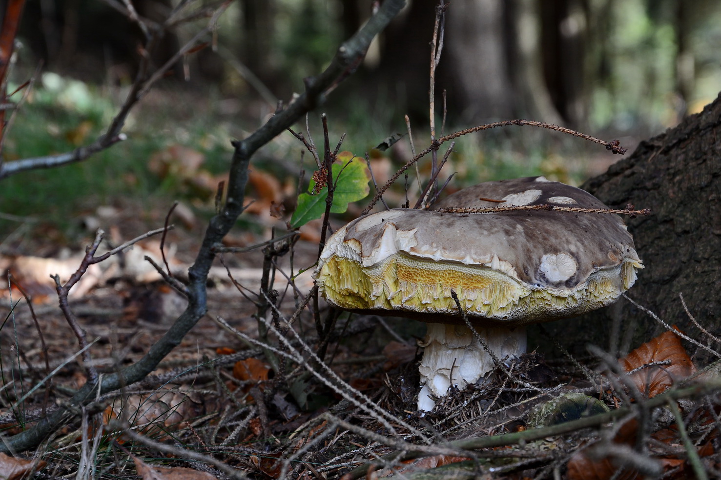 Später Steinpilz